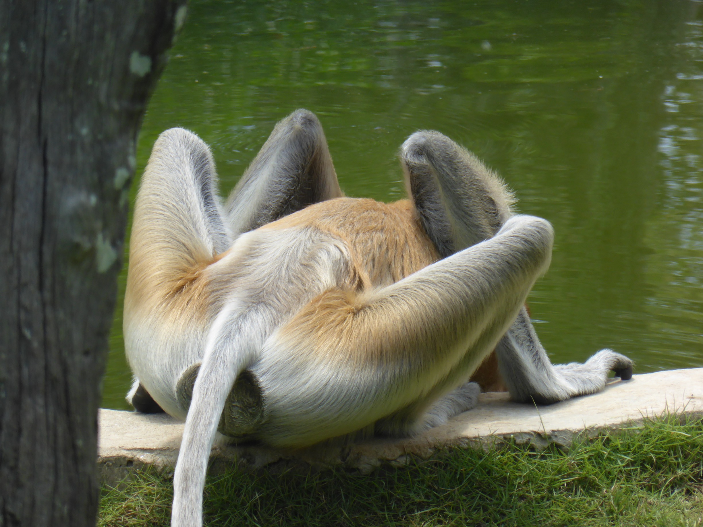 orange-coloured proboscis monkey drinking from pond