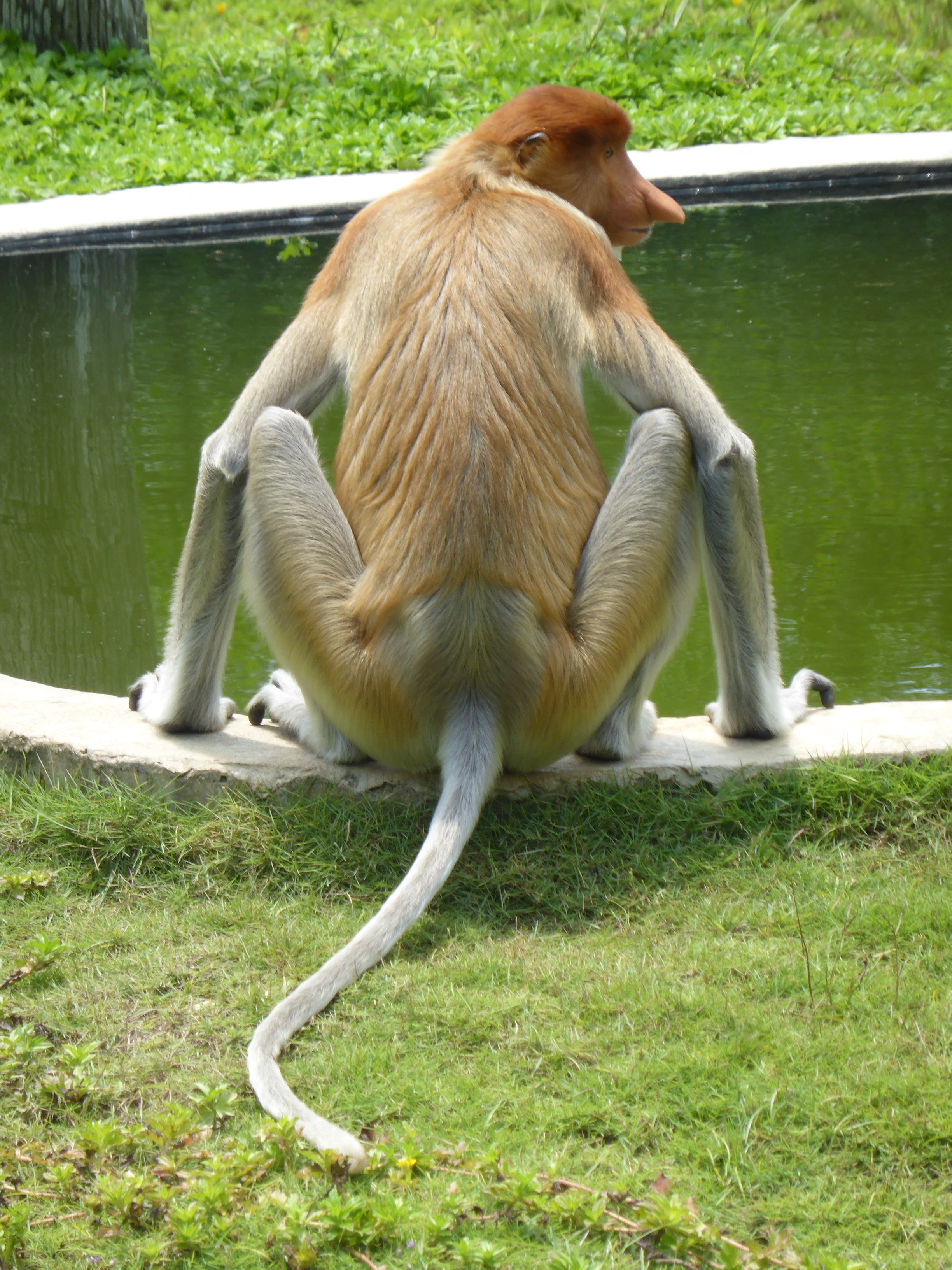 orange-coloured proboscis monkey sitting at edge of pond