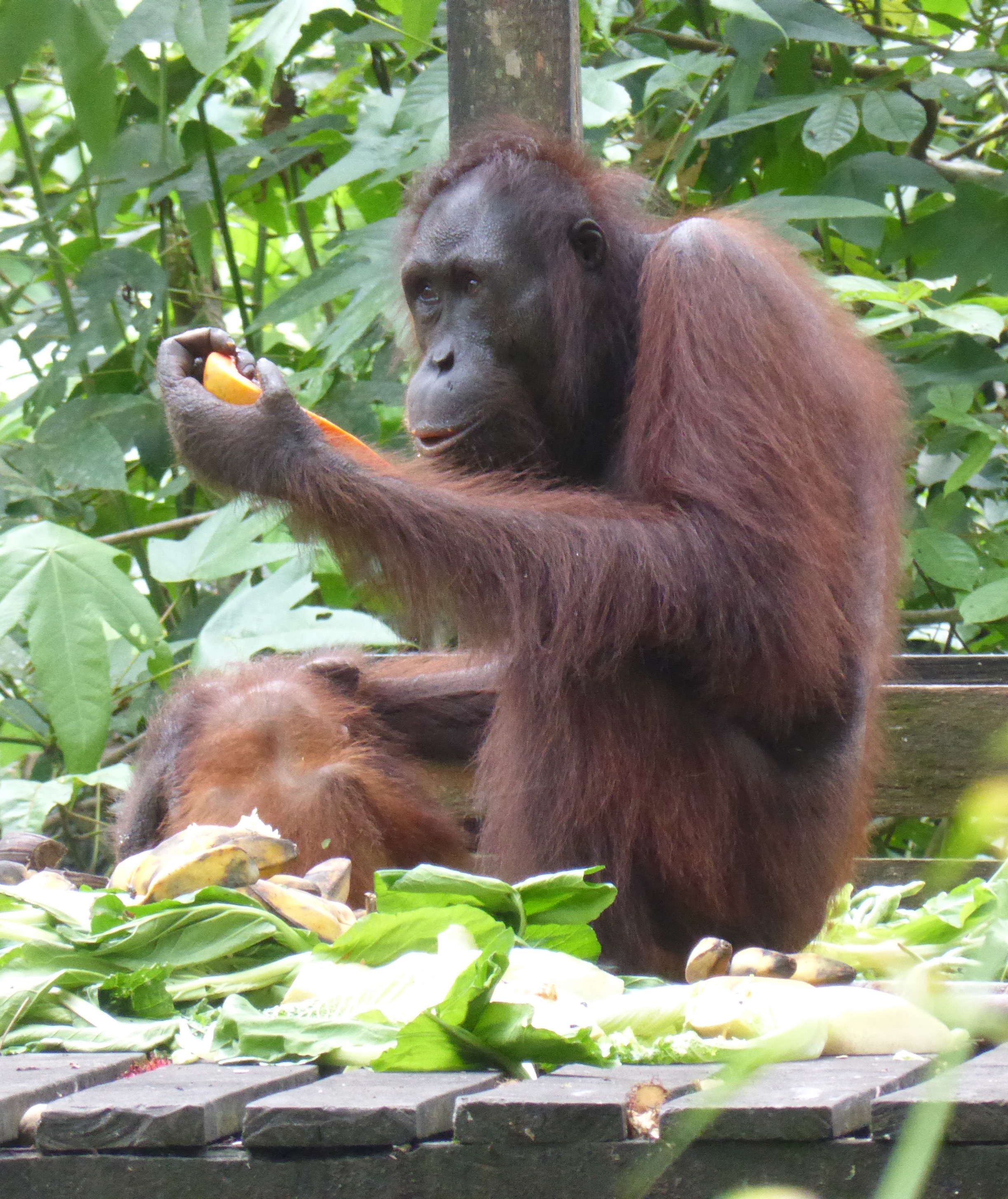 orangutan eating fruit