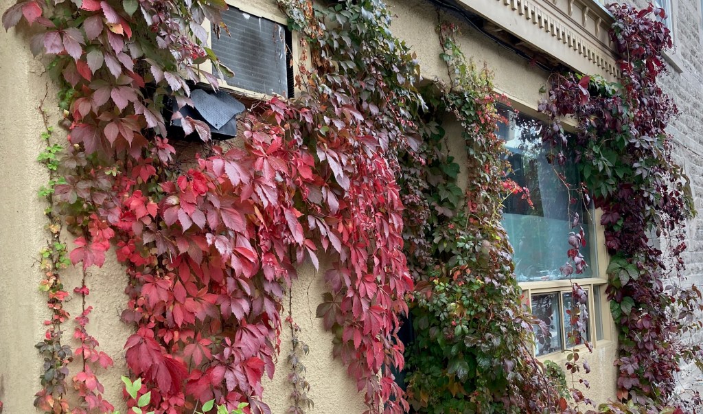 Exterior wall with colourful fall leaves going up the side