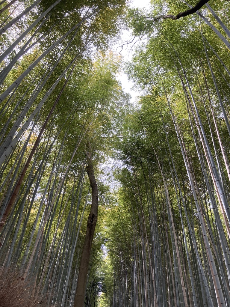 Sagano Bamboo Forest outside of Kyoto