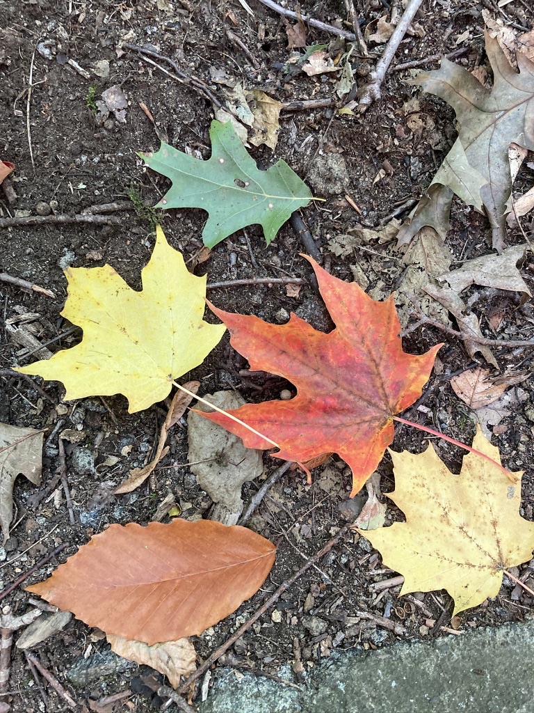 colourful leaves on the ground