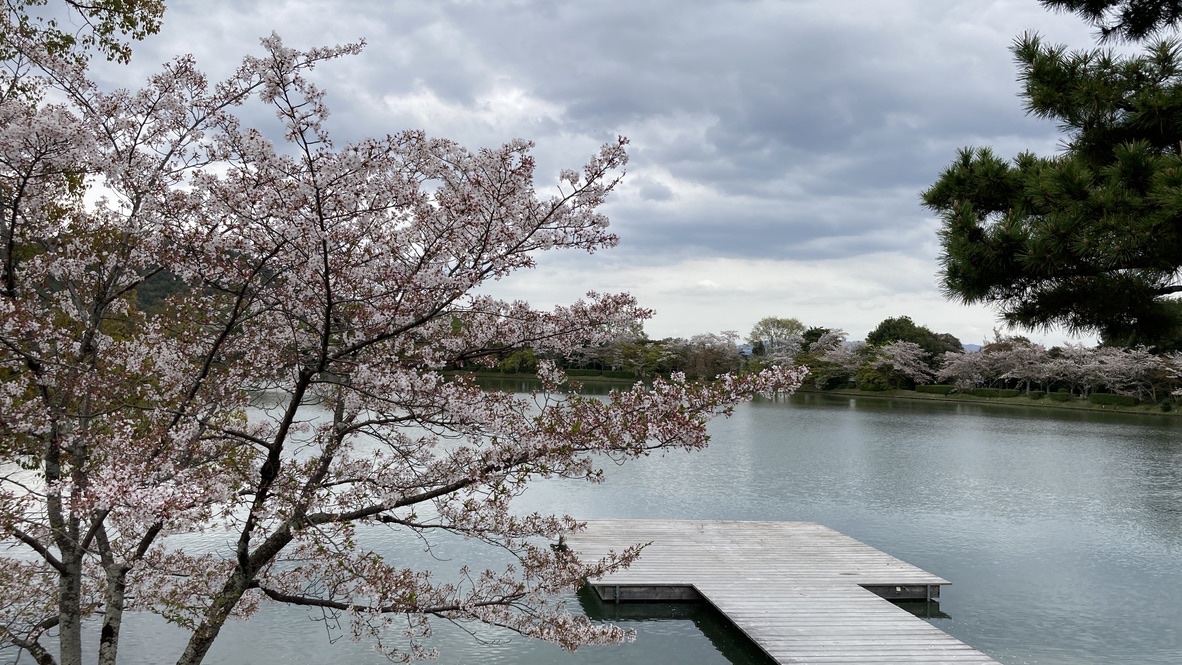Lake, dock, and cherry-blossom trees